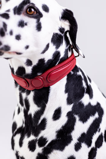 Dog Collar Candy