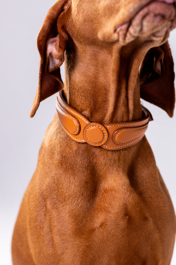 Dog Collar Amber