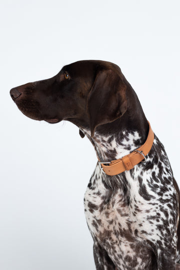 Hundehalsband Camel Grain