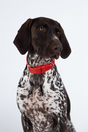 Hundehalsband Crimson