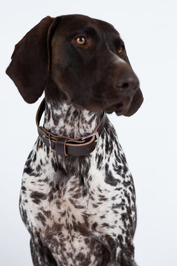 Hundehalsband Dark Walnut