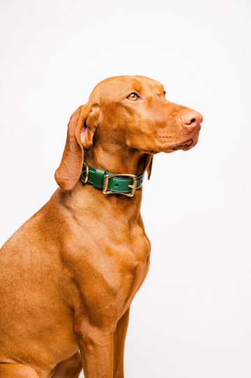 Dog Collar Ponte Green