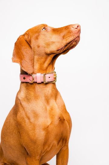 Dog Collar Maya Rosa